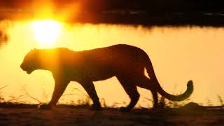 Lion No copyright video HD | Tiger Animal  Being | Free download