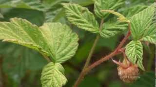 Wild Raspberries