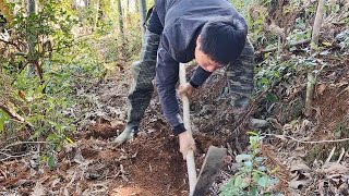 在农村真好,房子后面都有竹笋,阿文和小舅子一个小时收获这么多【山村大雄】