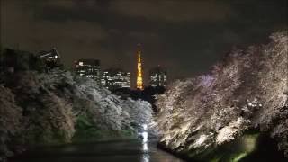 2015年04月03日 千鳥ヶ淵の桜