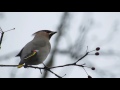 bohemian waxwings