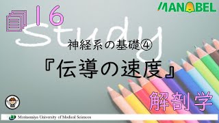 解剖学『神経系の基礎④　伝導の速度』