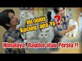 KUCING RAGDOLL KW 😂😂| SEBENARNYA BAYI JENIS KUCING APA YA ???