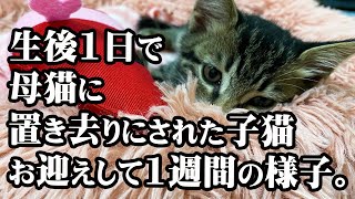 【台風の日に生後1日で母猫に置き去りにされた保護子猫】生後55日になった保護猫をお家に迎えてから1週間の様子。 #catvideos #cat #保護猫