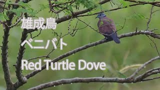 【雄成鳥】ベニバト Red Turtle Dove