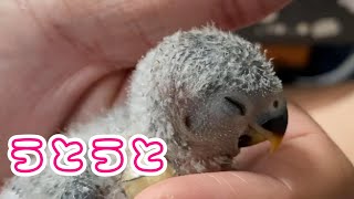 二匹の小桜インコさんをお迎えしました。【コザクラインコ】