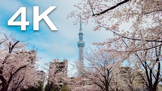 4K｜2022 go cherry blossom viewing in Asakusa, Japan｜ Sensoji temple - Sumida river - Sky tree