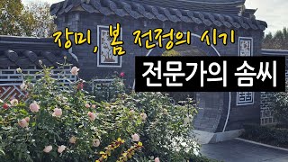 장미 봄 전정의 시기, 전문가의 솜씨 | 전주수목원 장미원 봄전정