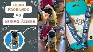 Nuevo arnés para cachorro Pug 🐶🐾  | Guss The Pug