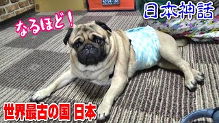 日本神話の話を真剣に聞いてくれる優しい愛犬パグ　『おまめ日記』夫婦仲の悪い飼い主に飼われたパグの生活　Pug Comedy Videos From Japan