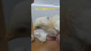 今日のチャボちゃん　の　生まれて2週間たったヒヨコさん