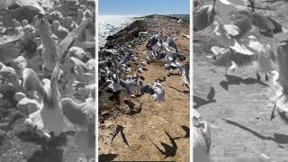 SO MANY SEAGULLS! | Dunedin, New Zealand | #shorts - 0103