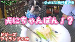 愛犬と朝食ビュッフェたくさん遊んで、ランチは初めての犬用ちゃぽんも食べた