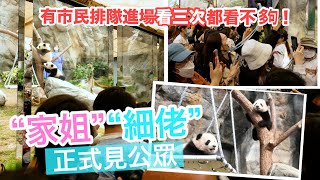 港產龍鳳胎大熊貓正式見公眾　市民：入場3次都看不夠！