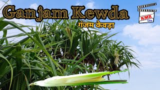 Ganjam Kewda Flowers || Kewra || Pandanus Odorifer || Hindi