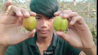 Apple Ber Vlog in Ampi Nagar, Tripura/ English vlog by @frame_d_vortex/Boroii/jujube #plantnursery