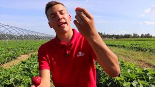 Erdbeeren zum selberpflücken