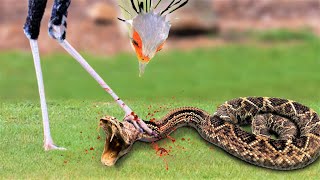 This Killer Bird Is The Worst Nightmare For Any Snake