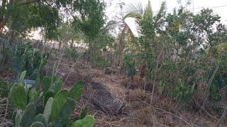 Agrofloresta Santa Fé recebe manejo após longo período de \