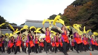 佛教大学よさこいサークル紫踊屋　龍馬よさこい 2016.11.13