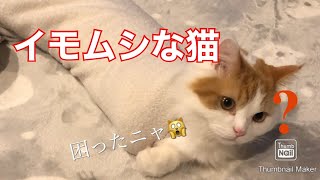 レーザーポインターで遊ぶイモムシな猫　Munchkin cat