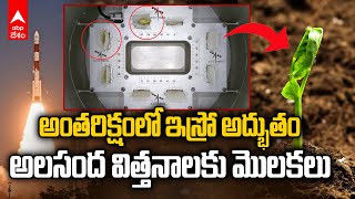 ISRO CROPS Cowpea Sprouted in Space | స్పేడెక్స్ ప్రయోగంతో భారత్ అద్భుతం | ABP Desam