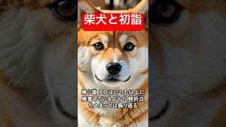 柴犬と初詣 #不思議な話 #明けましておめでとうございます #shorts