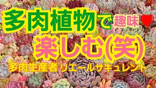 【多肉植物】【ガーデニング】多肉初心者🔰さん‼️多肉植物とは⁉️楽しいですよ🎵(笑)2022年4月7日