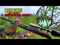 Berburu ayam hutan || Berburu siang hari target ayam tekukur tupai di satu spot !!