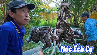 Móc Ếch xào măng tầm vong  Lai Rai  | Gấc Quê