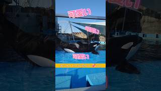 あざとい系シャチ男子アースにキュン / 名古屋港水族館