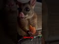 borris the brushtail possum asmr