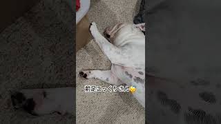 #shorts 爆睡の犬 #いぬ #犬のいる暮らし #眠い #眠い犬