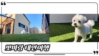 태안 애견동반 여행🐶 | 태안 반려견 동반 펜션 추천 | 뽀미 브이로그