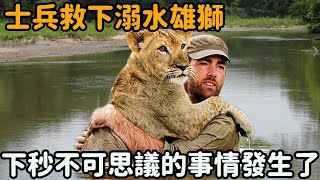 獅子受傷掉進河流拼命哭救，士兵路過將其救下，下秒獅子竟做出了一個驚人的舉動..