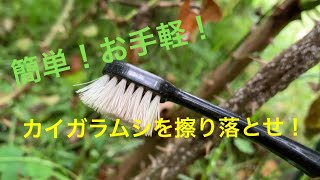 こんな時どうする？Vol.2 「カイガラムシ編」