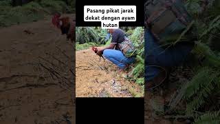 mikat ayam hutan #mikatayamhutansumatera #mikatayamhutan