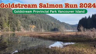 Salmon Run Goldstream Provincial Park. #salmonrun