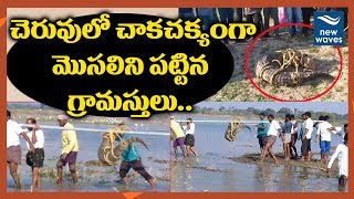 Crocodile Caught By Narva Mandal Villagers At Mahbubnagar District | New Waves