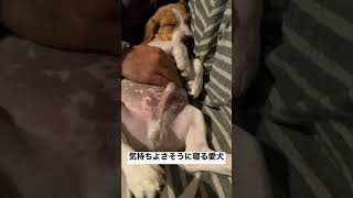 気持ちよさそうに寝るビーグル犬（4ヶ月）が可愛すぎる#shorts #beagle #puppy #ビーグル #子犬