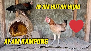 Perjodohan ayam Hutan Hijau dan Ayam Kampung Semoga Berhasil