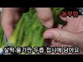 나물 냉동실 보관 나도 한번 해봤어요 진천농부 두릅보관법 텃밭 시골생활 koreanfarmer 생거진천