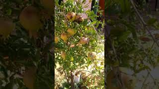 My pomegranate plant/ मेरा अनार का पौधा