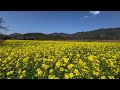 2024 03 13　超超超絶景です！　四国最大規模の肱川河川敷（峠橋）の菜の花畑　その４　〜愛媛県大洲市〜