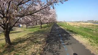 多摩川サイクリングロード　川沿いの桜並木