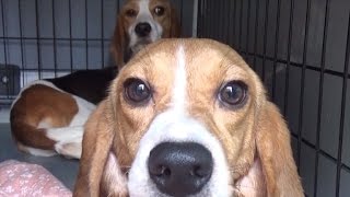 Beagles Step On Grass For First Time After Being Freed from Lab Testing