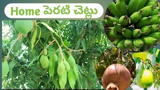 ఇంటి పెరటి చెట్లు ll Home Fruit Plants