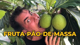 FRUTA-PÃO-DE-MASSA: SURPREENDA-SE COM ESSA PANC VERSÁTIL E NUTRITIVA! - Sítio Panc