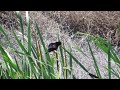 tricolored blackbird