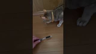 的確にとらえる猫 A cat that captures accurately #shorts